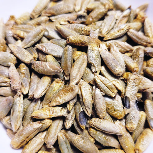 What Are Ancient Grains? – Mother Earth News